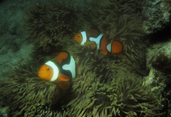 Amphiprion percula
