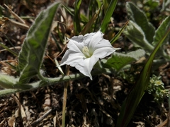 Convolvulus hermanniae