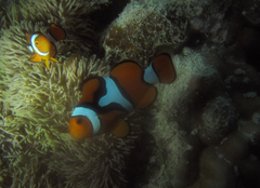 Amphiprion percula