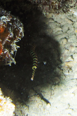 Dunckerocampus dactyliophorus