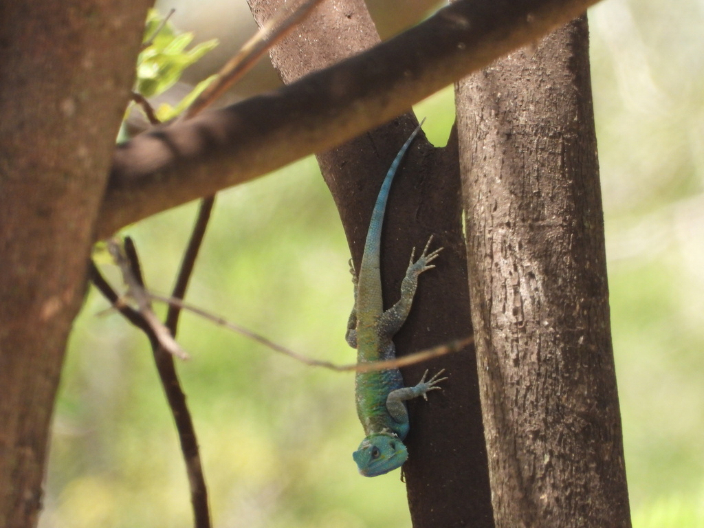 Black-necked (Ridgeback) agama