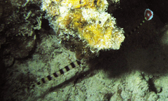 Dunckerocampus dactyliophorus