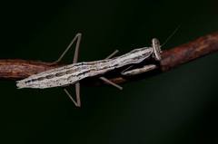 Callimantis antillarum