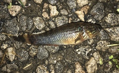 Dormitator maculatus