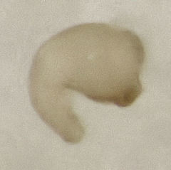 Stenoscelis hylastoides