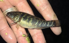 Dormitator maculatus