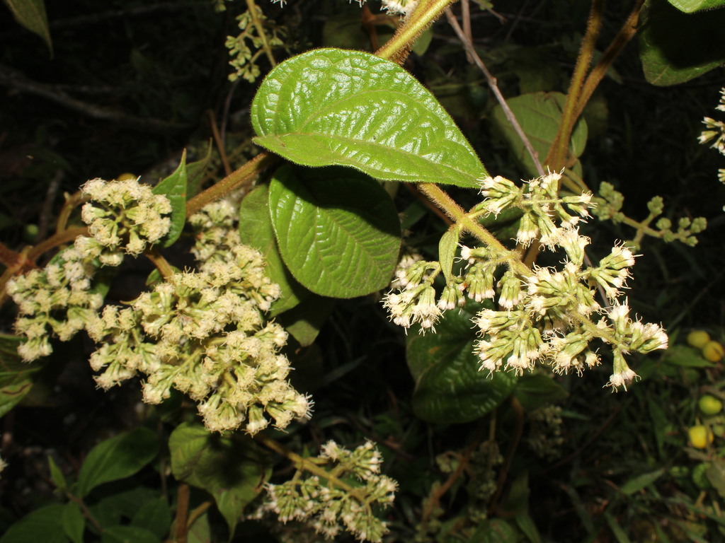 Mikania banisteriae