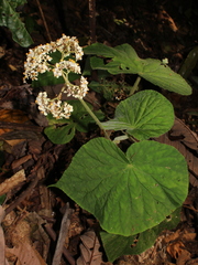 Begonia corredorana image