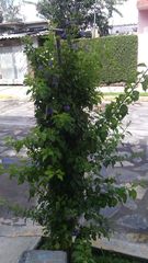 Lonchocarpus obovatus