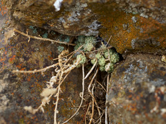 Sedum hemsleyanum, photograph James C. Davis, CC BY-SA, iNaturalist via GBIF