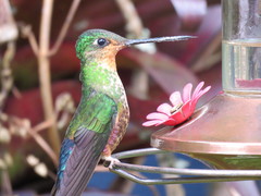 Coeligena helianthea