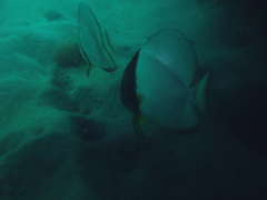 Platax boersii