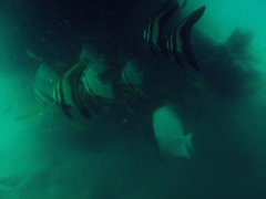 Platax boersii