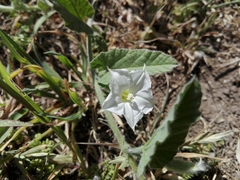Convolvulus hermanniae