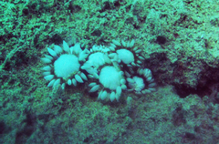 Goniopora albiconus