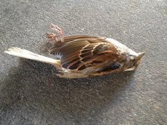 Zonotrichia albicollis