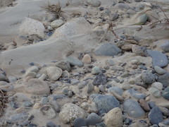 Eusphingonotus japonicus