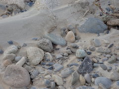 Eusphingonotus japonicus