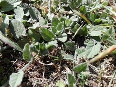 Convolvulus hermanniae