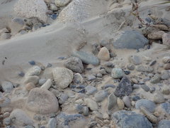 Eusphingonotus japonicus