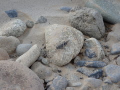 Eusphingonotus japonicus