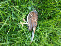 Zonotrichia albicollis