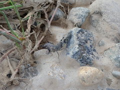 Eusphingonotus japonicus