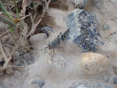 Eusphingonotus japonicus