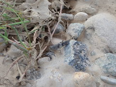 Eusphingonotus japonicus