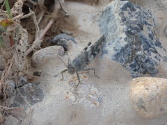 Eusphingonotus japonicus