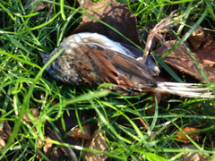 Zonotrichia albicollis