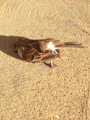 Zonotrichia albicollis