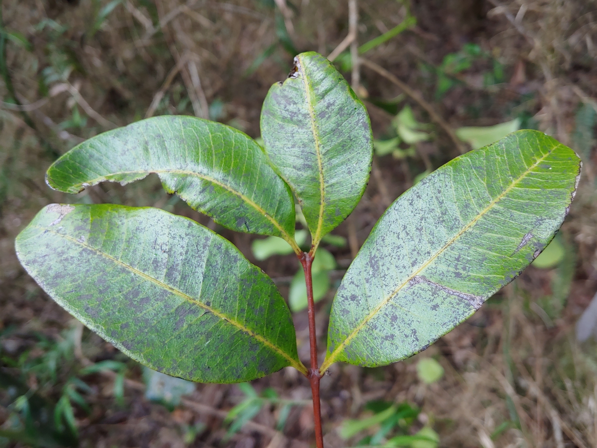 Matayba domingensis
