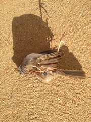 Zonotrichia albicollis