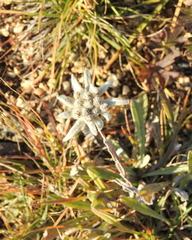 Leontopodium palibinianum