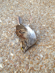 Zonotrichia albicollis