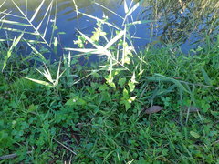 Persicaria thunbergii