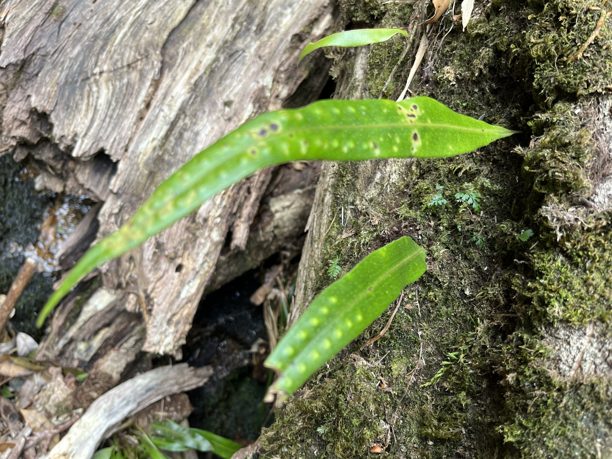 Lepisorus thunbergianus (Lepisorus thunbergianus)