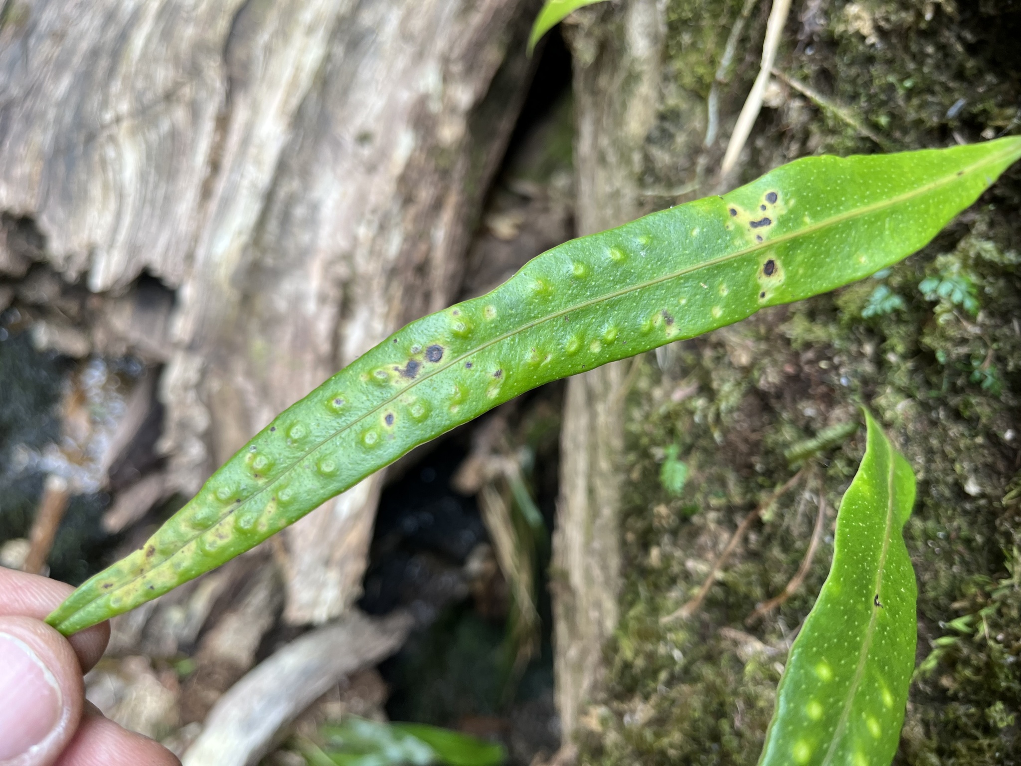 Lepisorus thunbergianus — ảnh 2