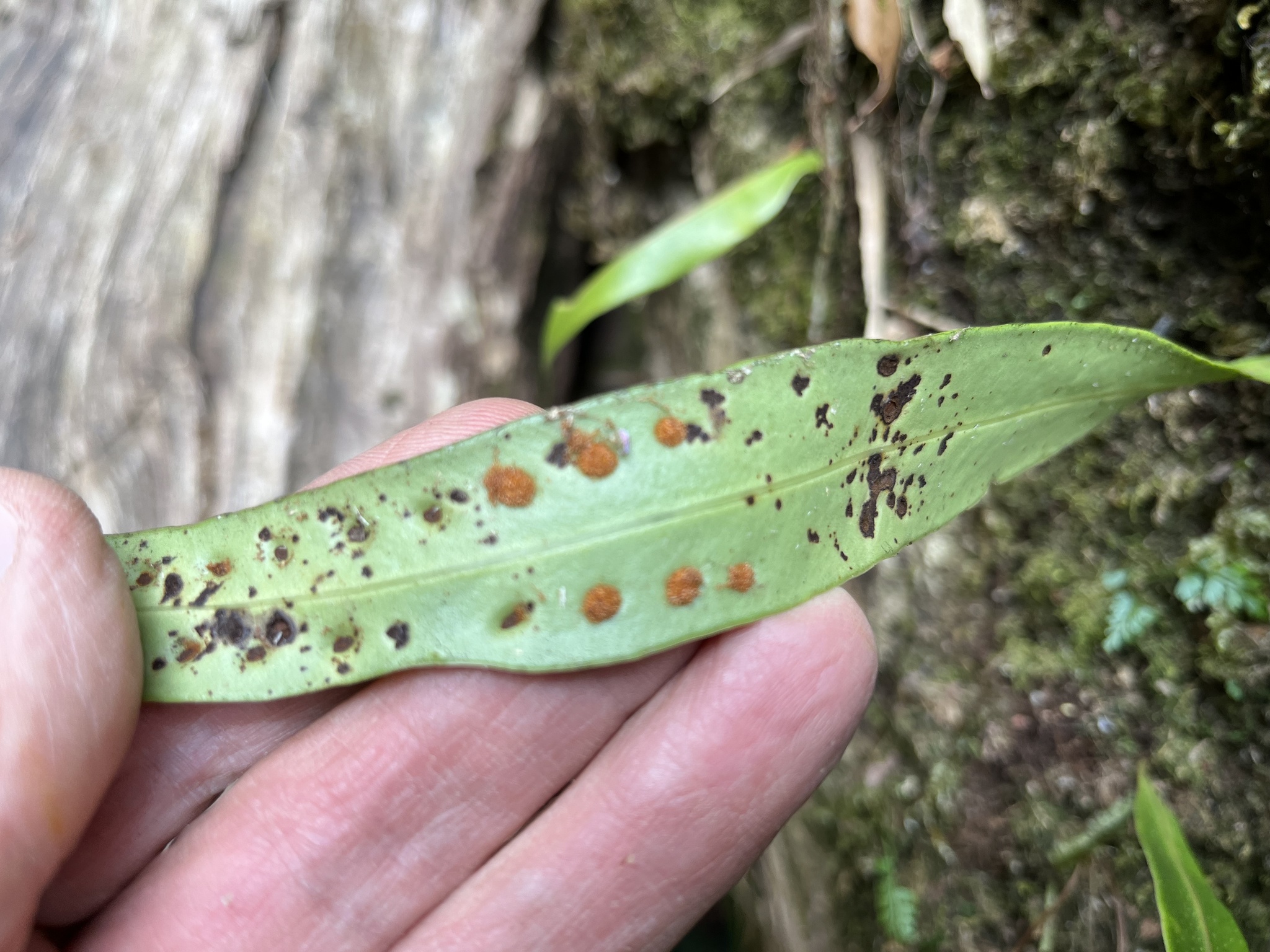 Lepisorus thunbergianus — ảnh 3