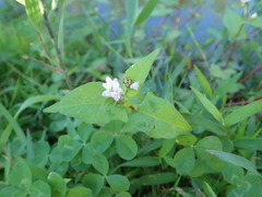 Persicaria thunbergii