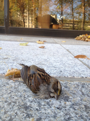 Zonotrichia albicollis