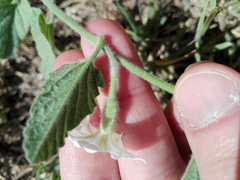 Convolvulus hermanniae