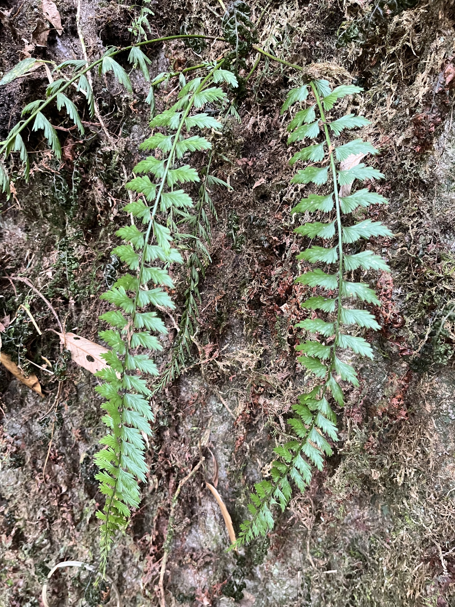 Asplenium yoshinagae (Asplenium yoshinagae)