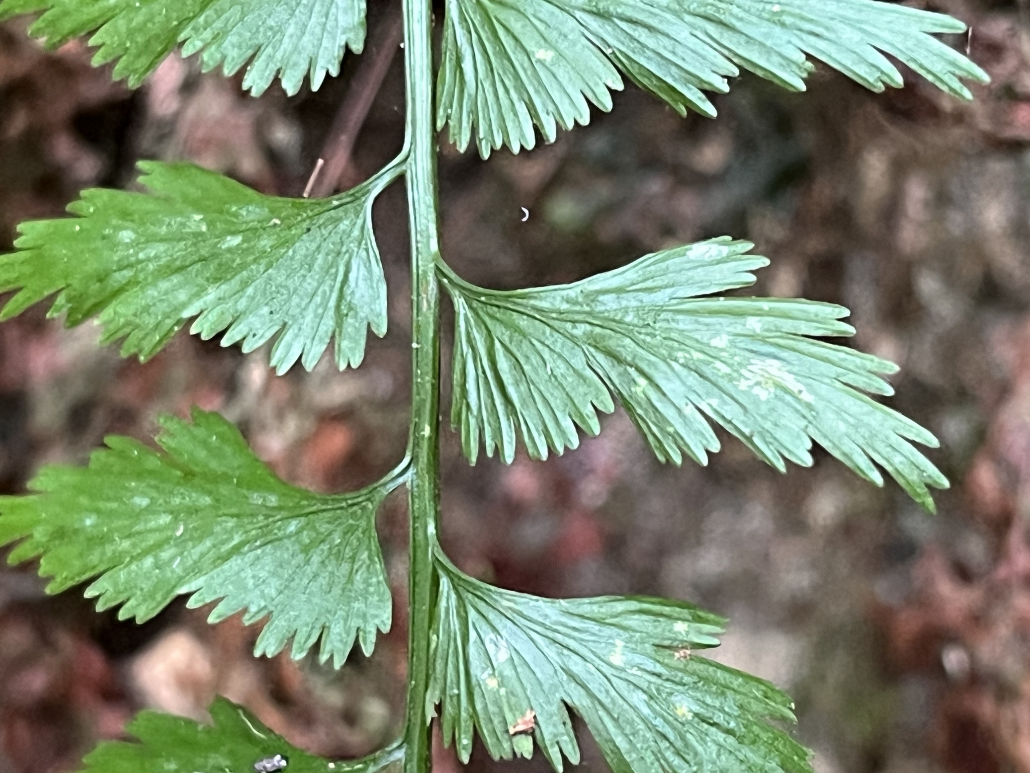 Asplenium yoshinagae — ảnh 2