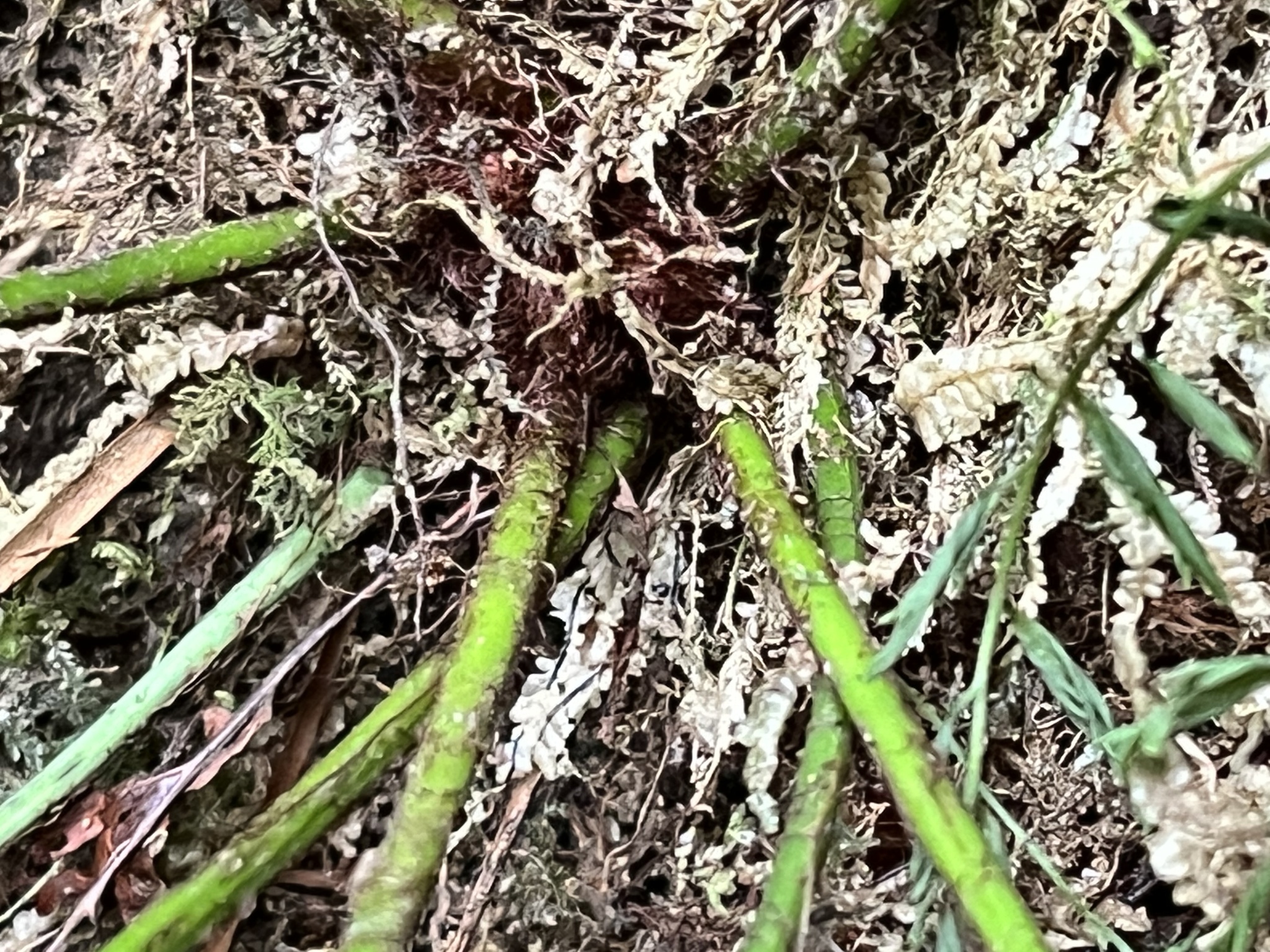 Asplenium yoshinagae — ảnh 3