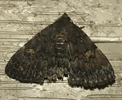 Idia diminuendis