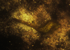 Hippocampus kuda