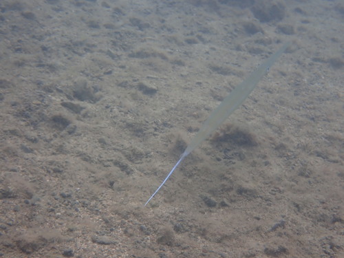 Blue-Spotted Cornetfish