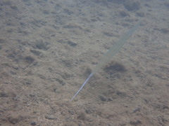Blue-Spotted Cornetfish